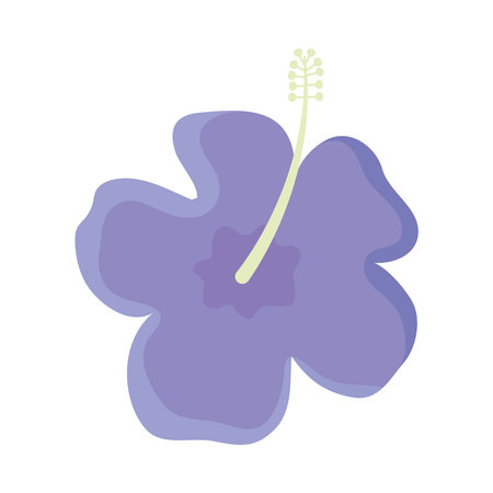 purple hibiscus flowerのイラスト素材