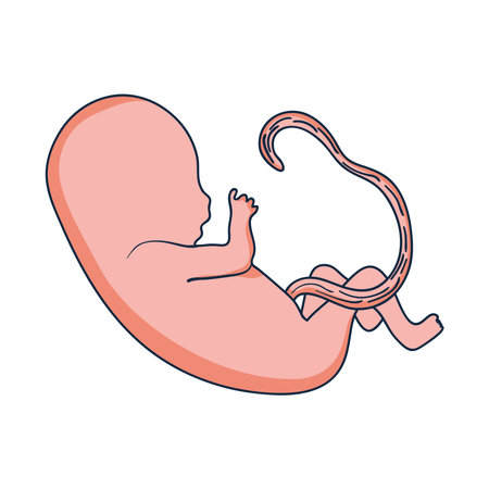 baby fetus iconのイラスト素材