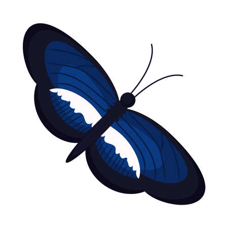 dark blue butterflyのイラスト素材