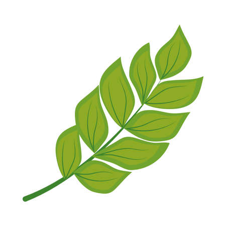 filodendron leaf on white backgroundのイラスト素材