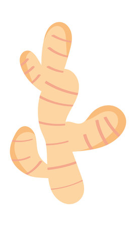 ginger root iconのイラスト素材