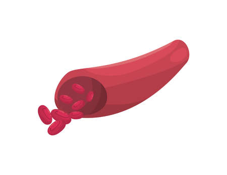 flat realistic blood vesselのイラスト素材