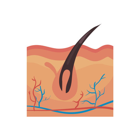 flat skin layerのイラスト素材
