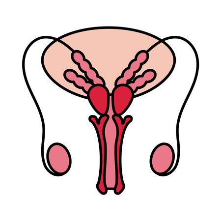 male reproductive systemのイラスト素材