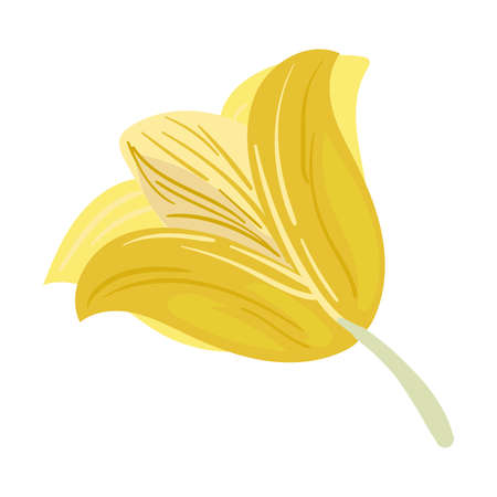 yellow lily designのイラスト素材