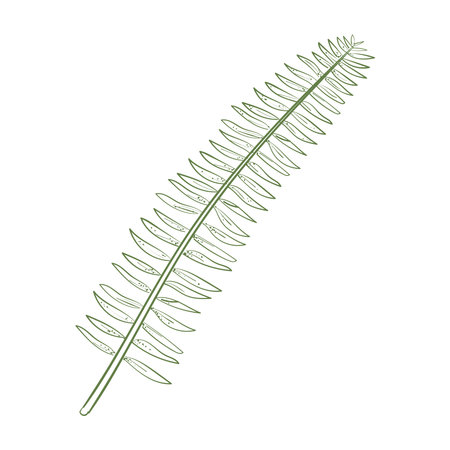 botanical plant illustrationのイラスト素材