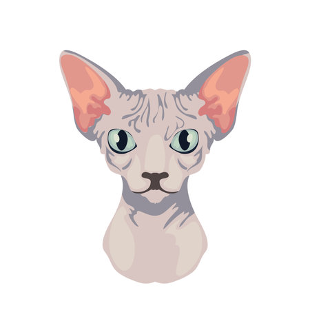 sphynx cat faceのイラスト素材