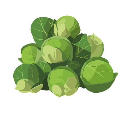 Fresh organic vegetable cabbageのイラスト素材