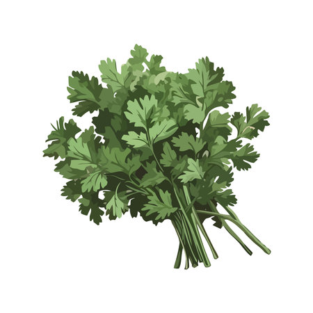 Freshness green leaf vegetable coriander iconのイラスト素材