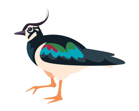 northern lapwing birdのイラスト素材