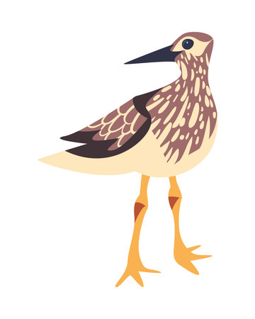 western sandpiper birdのイラスト素材