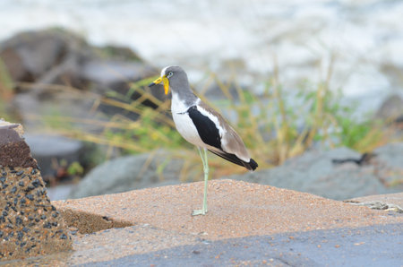 Whitecrowned Lapwing in Kruger National Park, Mpumalanga, South Africa