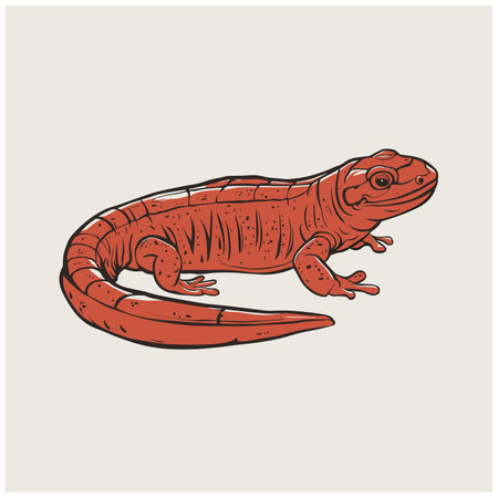 salamander animal. Vector image white backgroundのイラスト素材