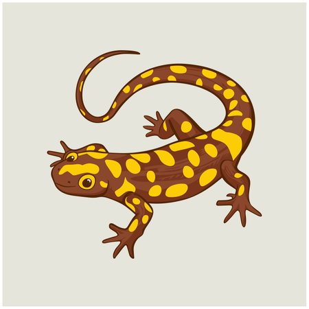 salamander animal. Vector image white backgroundのイラスト素材