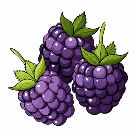 Blackberry Vector Illustration isolated on white backgroundのイラスト素材
