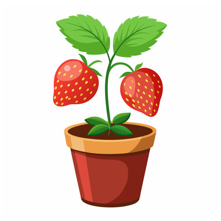 Strawberry fruit Vector Illustration isolated on white backgroundのイラスト素材