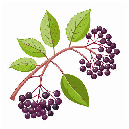 Elderberry branch isolated on white background. Elder or sambucus black berries with leaves