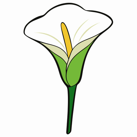 White calla lily flower flat vector illustration icon clipart isolated on white backgroundのイラスト素材