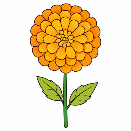 Orange marigold flower. floral design element. Vector illustration isolated on white background.のイラスト素材