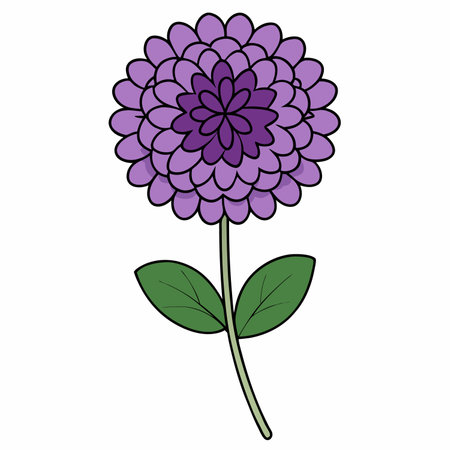 scabiosa flower, vector drawing garden plant at white backgroundのイラスト素材