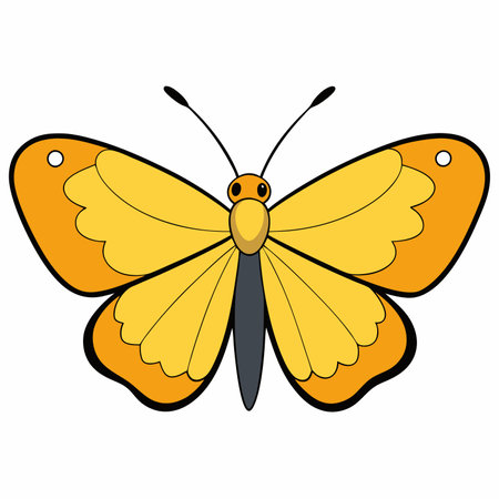 Orange Sulphur butterfly vector illustrations on a white background.のイラスト素材