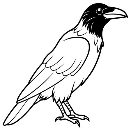 Common Raven illustration white backgroundのイラスト素材