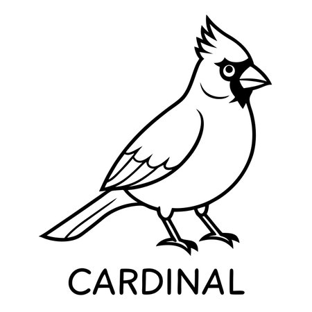 Northern Cardinal illustration white backgroundのイラスト素材
