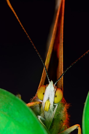 beautiful butterfly on a leaf. macroの写真素材