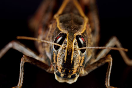 portrait of a beautiful brown grasshopper. macro
