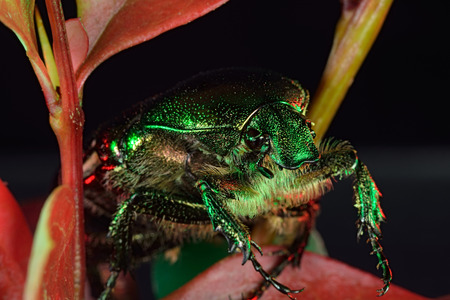 beautiful green chafer beetle. macroの写真素材