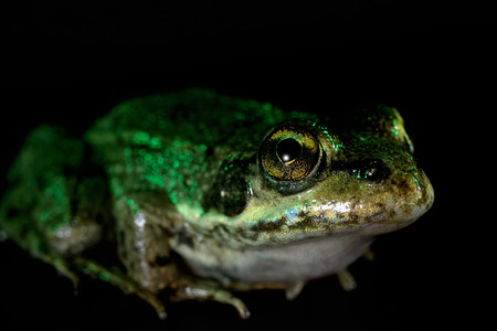 common frog on black. macroの写真素材