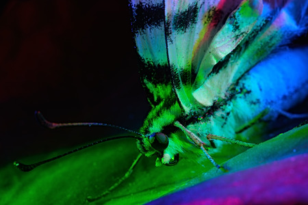 beautiful butterfly on a leaf. macroの写真素材