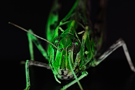 portrait of a beautiful brown grasshopper. macroの写真素材