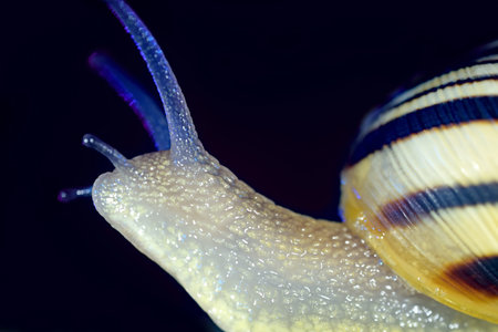slow snail on a black background. macro