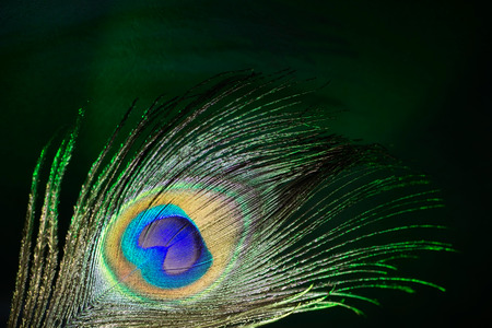 beautiful peacock feather close-up on a dark backgroundの写真素材