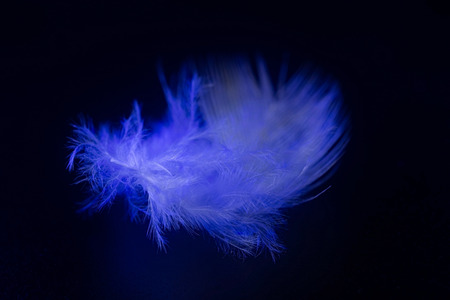 beautiful blue feather on a black background.の写真素材