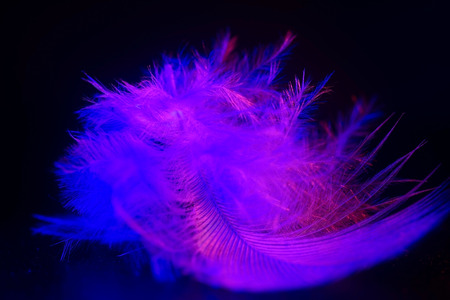 beautiful blue feather on a black background. close-upの写真素材