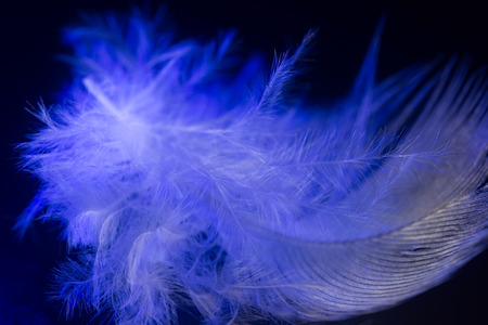 beautiful blue feather on a black background. の写真素材
