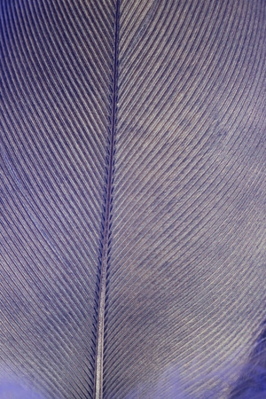 beautiful blue feather on a black background. の写真素材