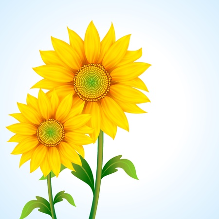 illustration of pair of sunflower on abstract backgroundのイラスト素材