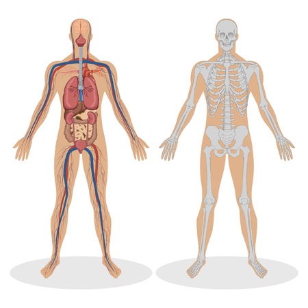 illustration of human anatomy of man on white backgroundのイラスト素材