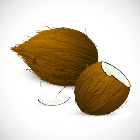 illustration of dry coconut on white backgroundのイラスト素材