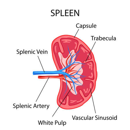 Healthcare and Medical education drawing chart of Human Spleen for Science Biology studyのイラスト素材