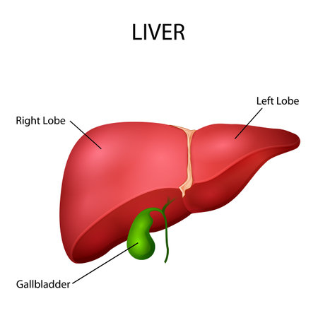 Healthcare and Medical education drawing chart of Human Liver for Science Biology studyのイラスト素材