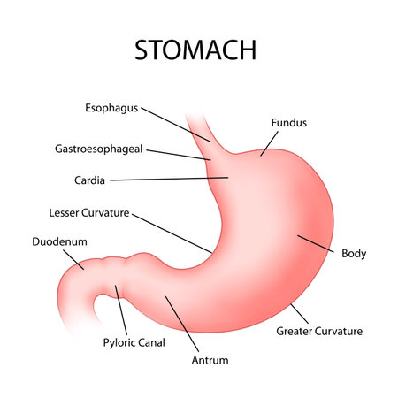 Healthcare and Medical education drawing chart of Human Stomach for Science Biology study