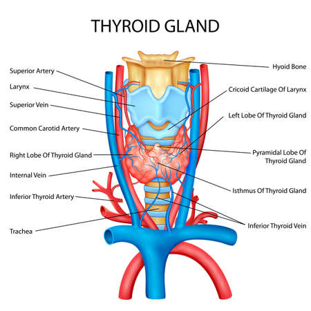 illustration of Healthcare and Medical education drawing chart of Human Thyroid Gland for Science Biology studyのイラスト素材