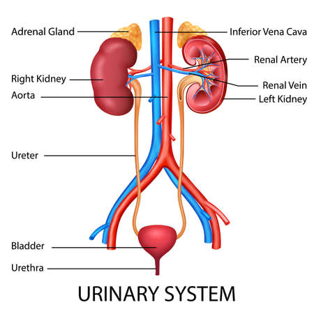 illustration of Healthcare and Medical education drawing chart of Human Urinary System for Science Biology studyのイラスト素材