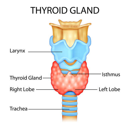 illustration of Healthcare and Medical education drawing chart of Human Thyroid Gland for Science Biology studyのイラスト素材