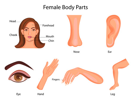 Medical Education Chart of Biology for Female Body Parts Diagram. Vector illustrationのイラスト素材