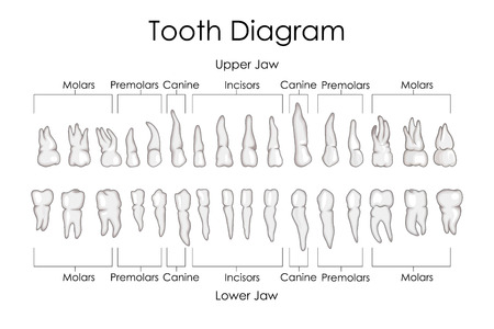 Medical Education Chart of Biology for Human Teeth Diagram. Vector illustration